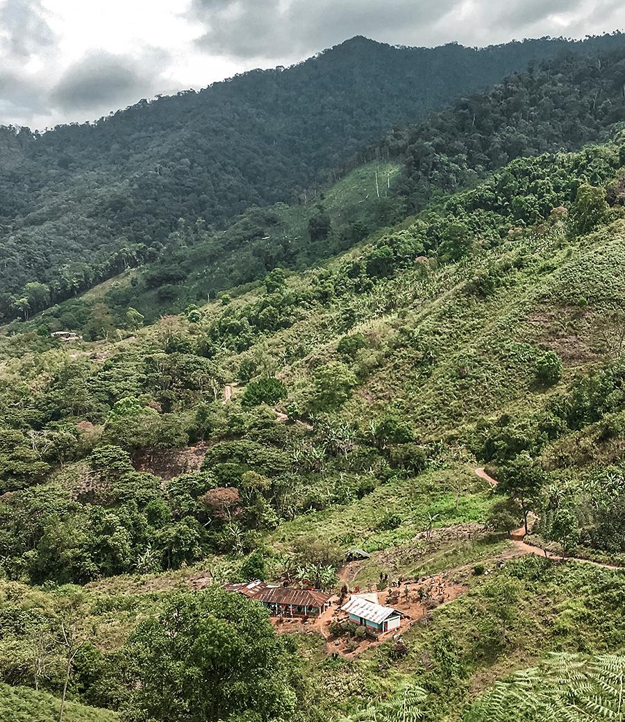 Colombian hillside covered in lush trees and vegetation