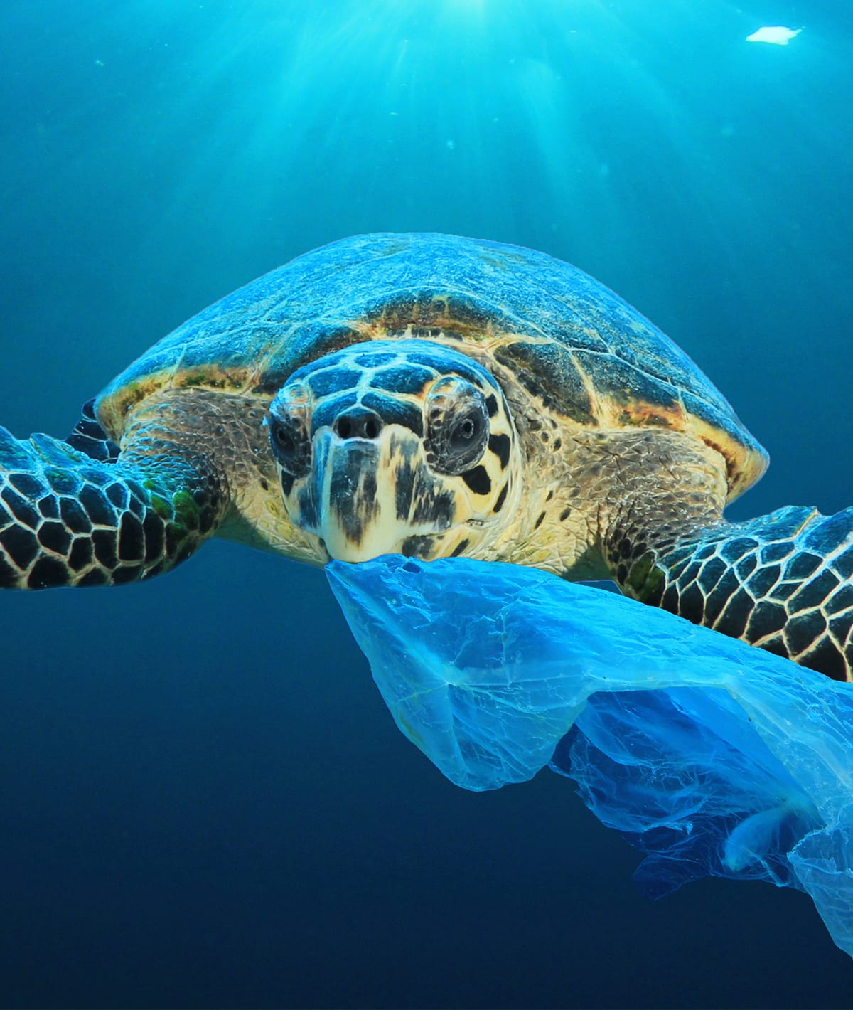 Die Ozeane Tod Durch Plastikverschmutzung