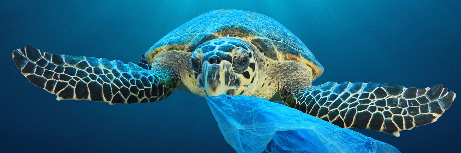 Les Oceans La Mort Par Le Plastique