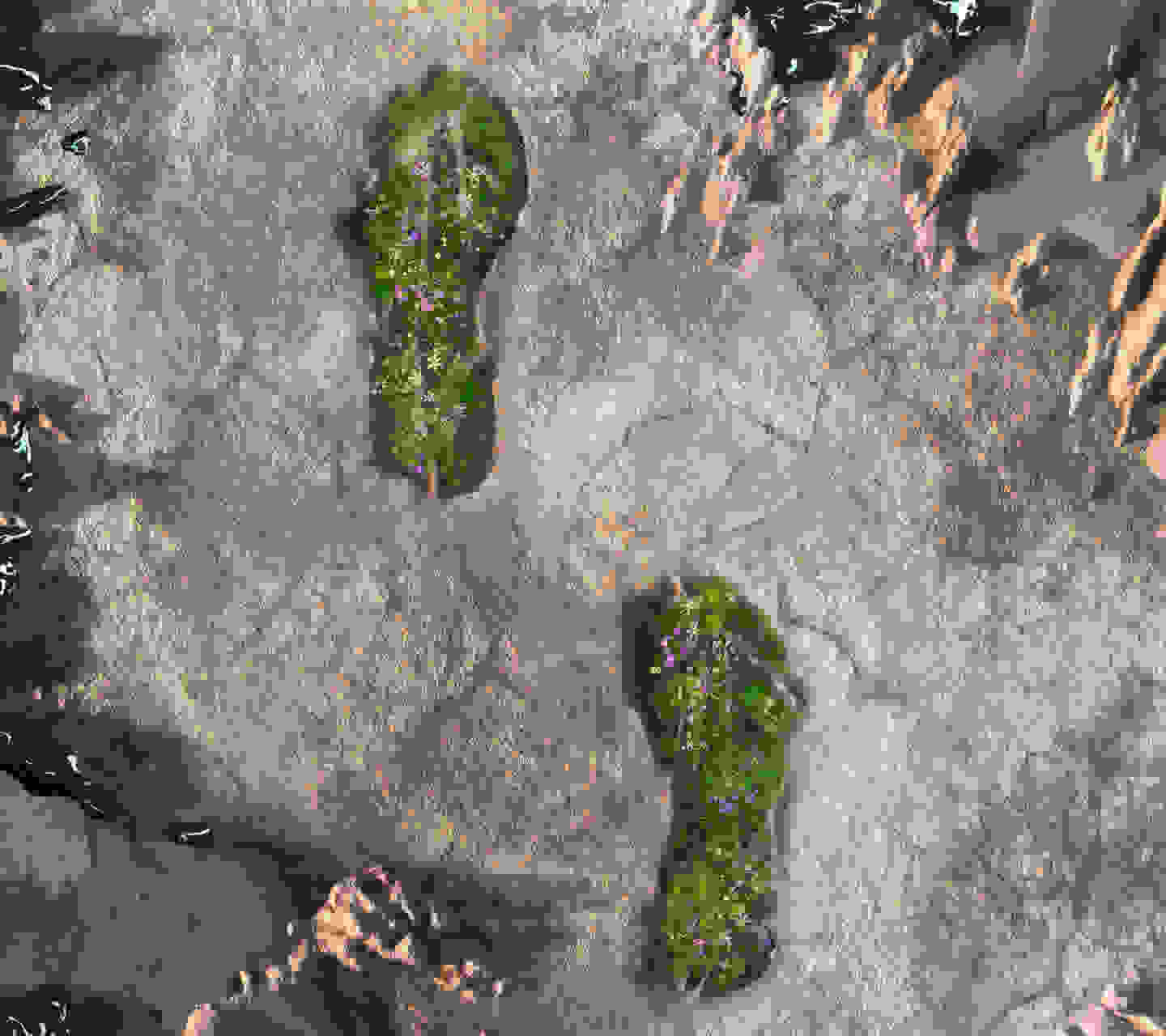A footprint in dry mud, made up of grass and plants.