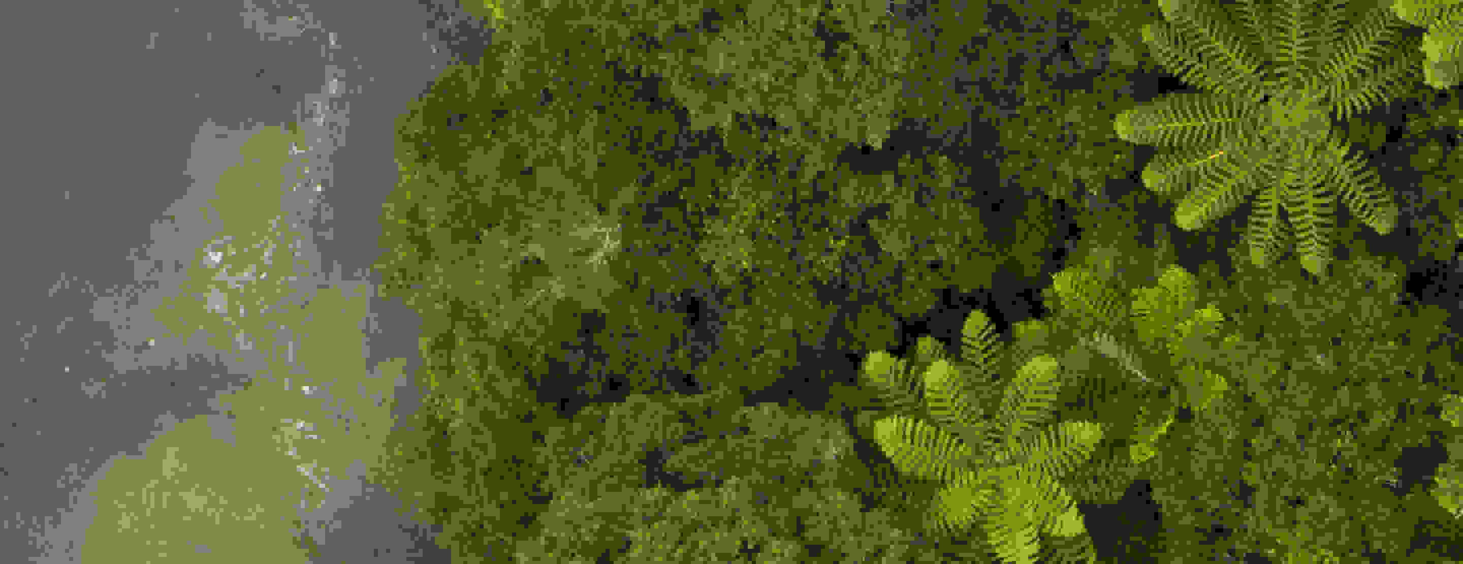 Visual of a top view nature shot