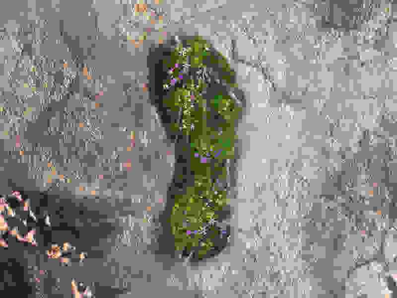 A footprint in the sand with plants growing out of it