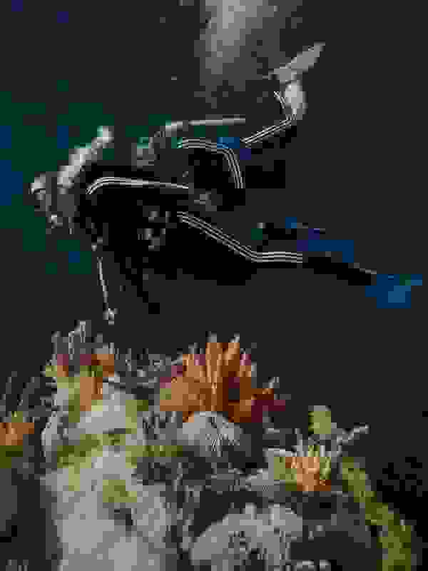 A scuba diver explores a vibrant underwater coral reef teeming with colorful marine life.