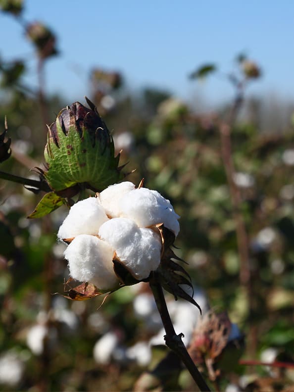 Close up of a cotton plant