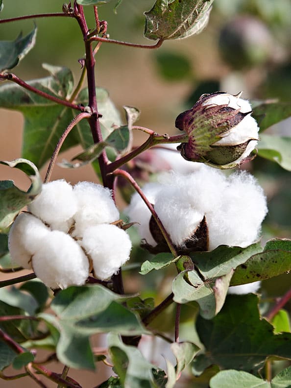 Close up of a cotton plant
