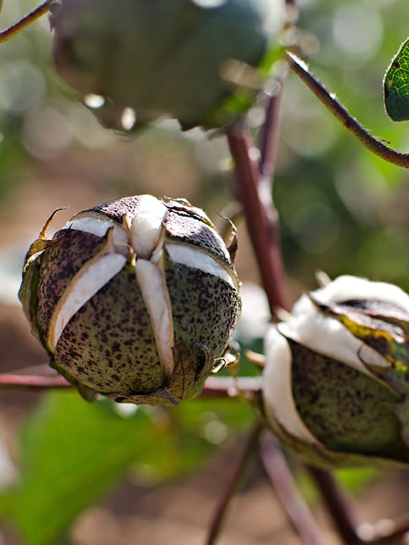 Close up of a cotton plant
