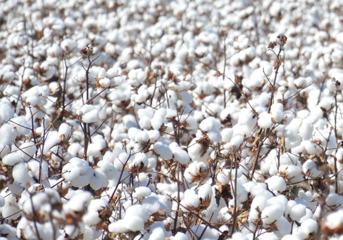 A Better Cotton farmer stands in a cotton field