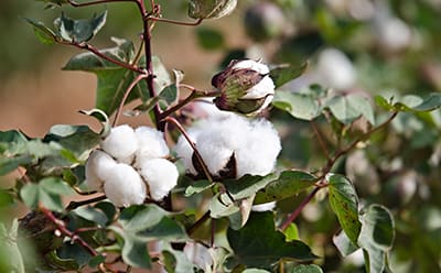 A Better Cotton farmer stands in a cotton field