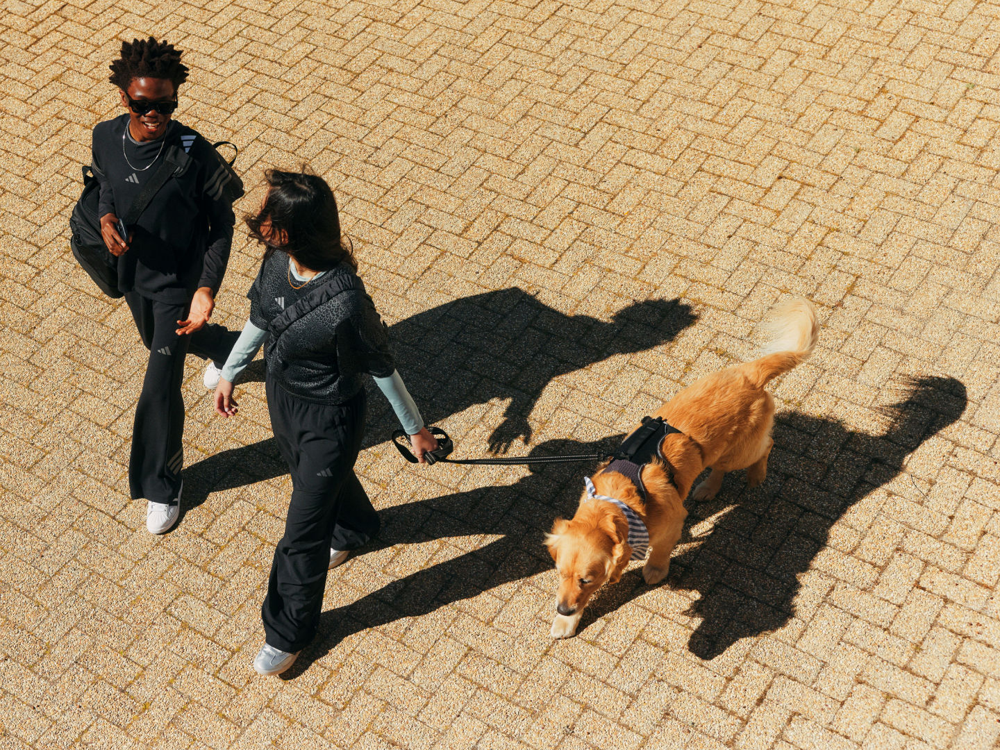 Hai cá thể đang đi trên bề mặt bằng gạch, đi kèm với một con chó ở mũi giày.