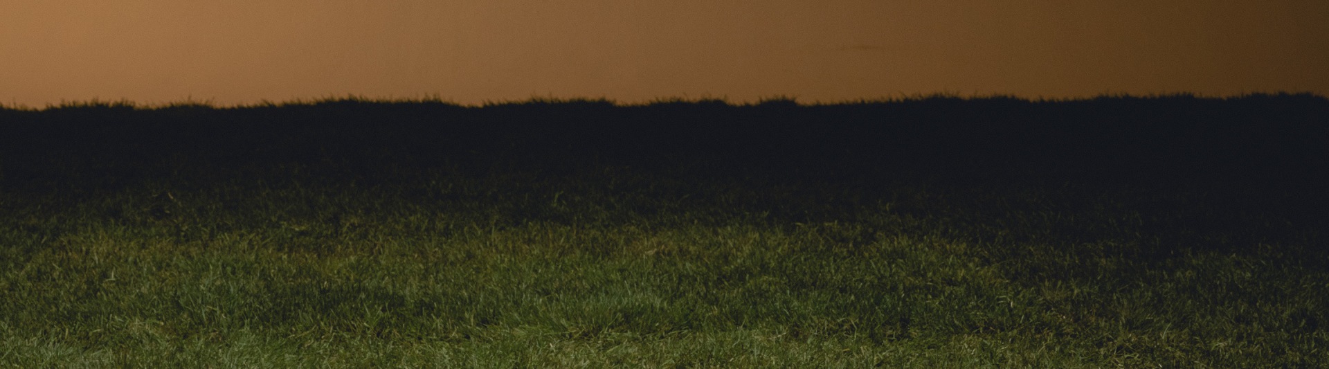 Plate of rugby grass field with gold back drop