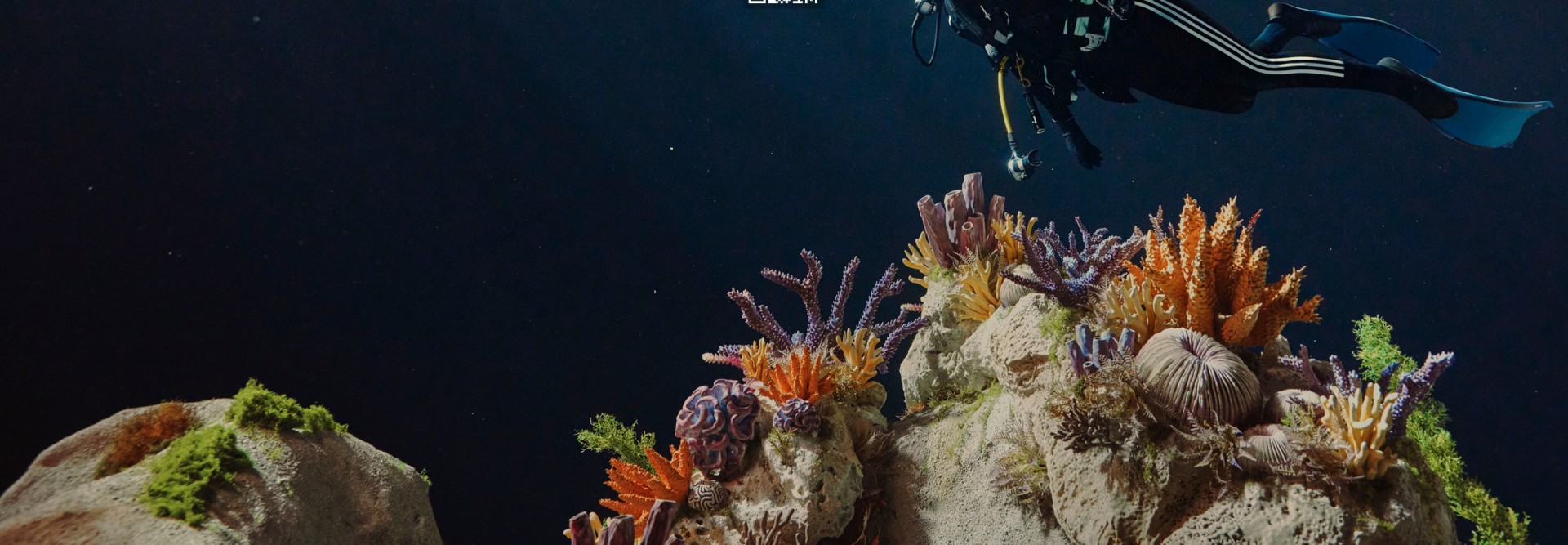 A scuba diver wearing a black wetsuit with white adidas stripes swims near colourful coral.