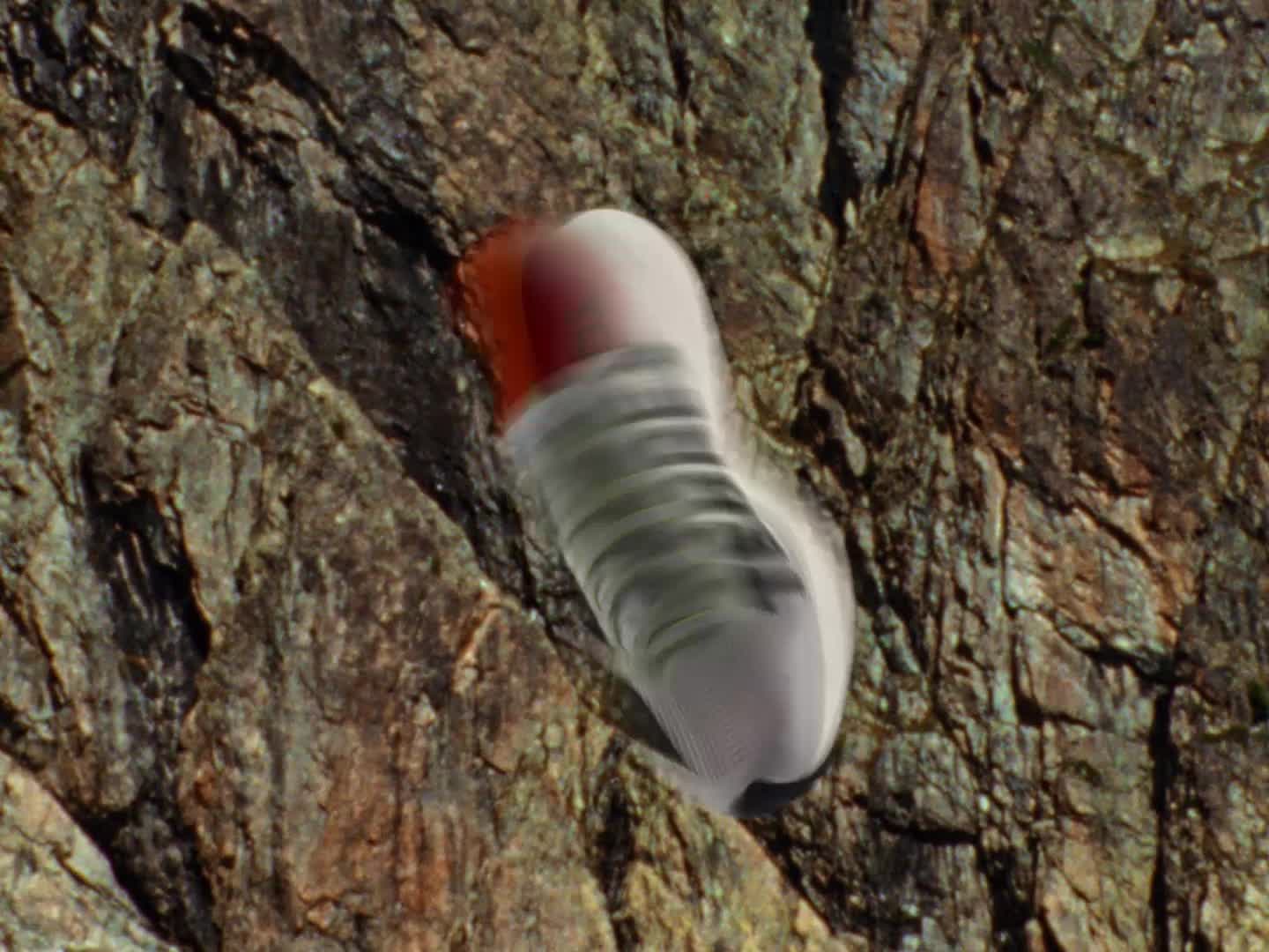 Une chaussure de sport blanche et noire avec une touche de rouge est posée sur une surface texturée et rocailleuse.